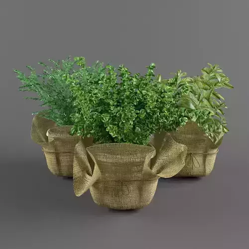 Plants in a pots