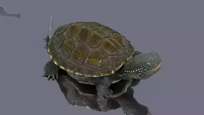 Helmeted Turtle