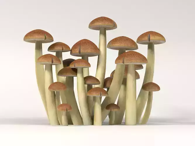 Mushrooms 313 Low-poly 3D model