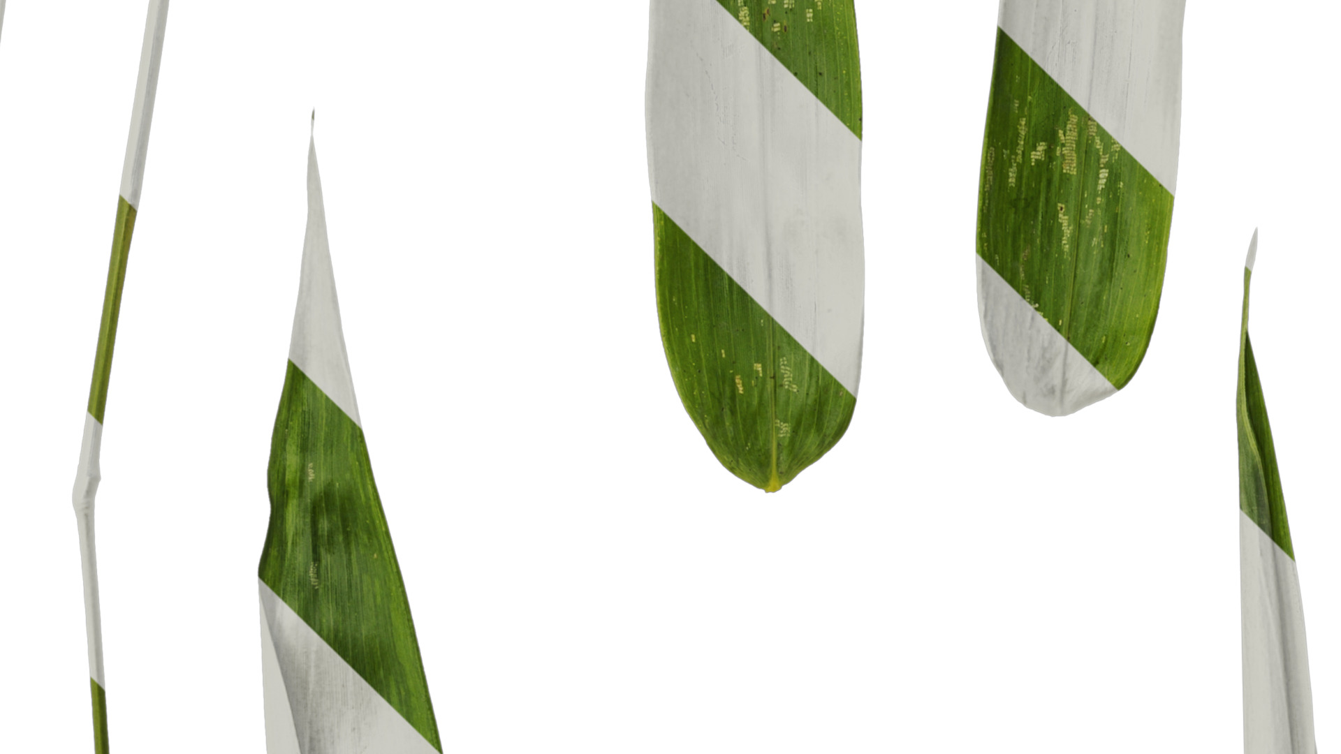 Anydrafts Bambusa boniopsis Leaf 02 Texture_3