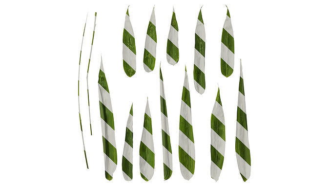 Anydrafts Bambusa boniopsis Leaf 02 Texture