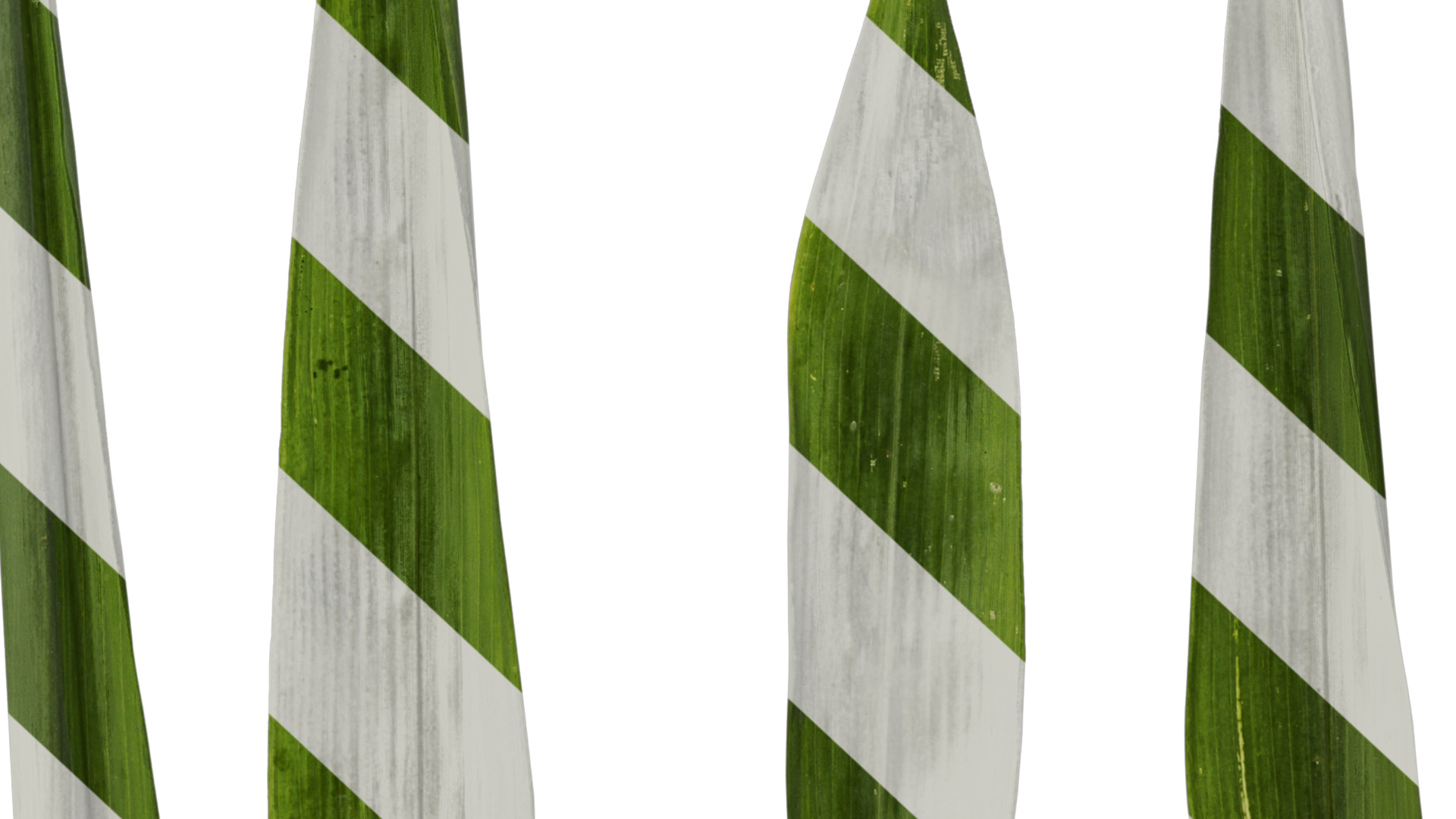 Anydrafts Bambusa boniopsis Leaf 02 Texture_6