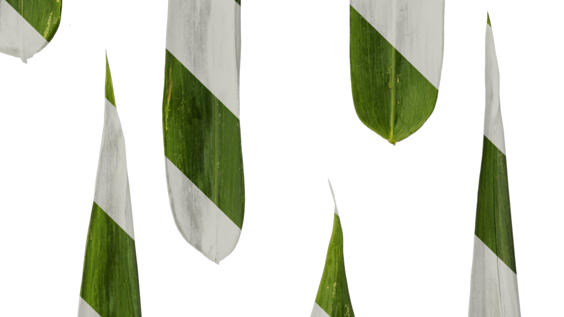 Anydrafts Bambusa boniopsis Leaf 02 Texture_4