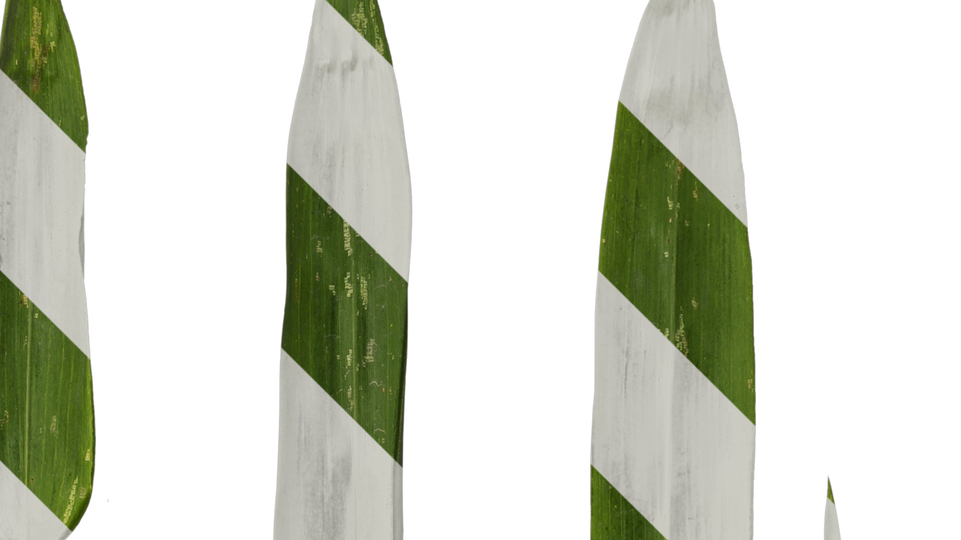 Anydrafts Bambusa boniopsis Leaf 02 Texture_2