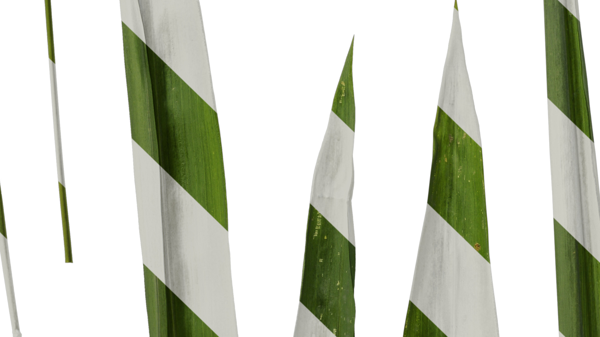 Anydrafts Bambusa boniopsis Leaf 02 Texture_5