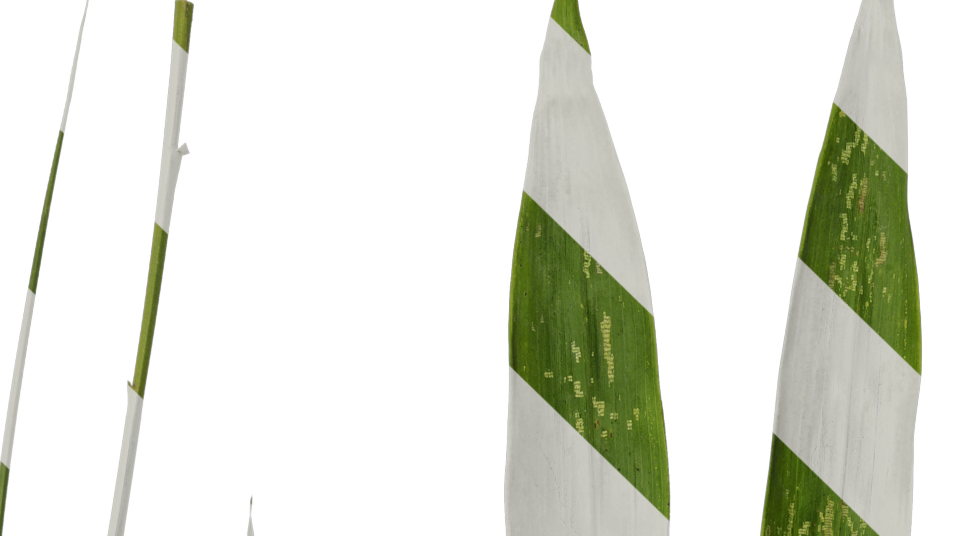 Anydrafts Bambusa boniopsis Leaf 02 Texture_1