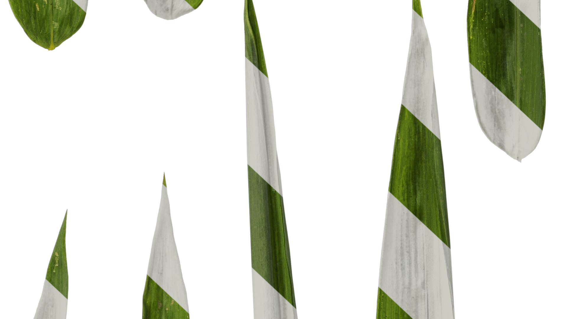 Anydrafts Bambusa boniopsis Leaf 02 Texture_7