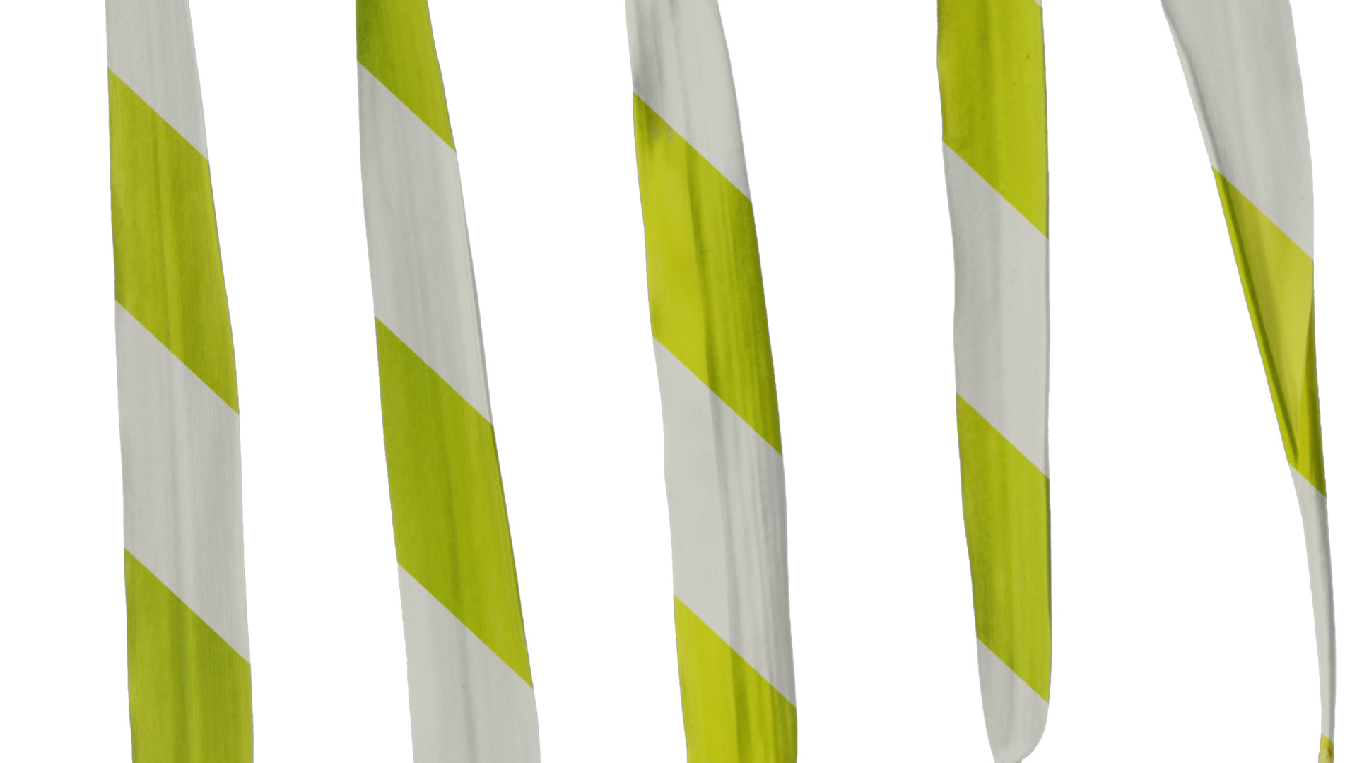 Anydrafts Bambusa multiplex Leaf 03 Texture_6