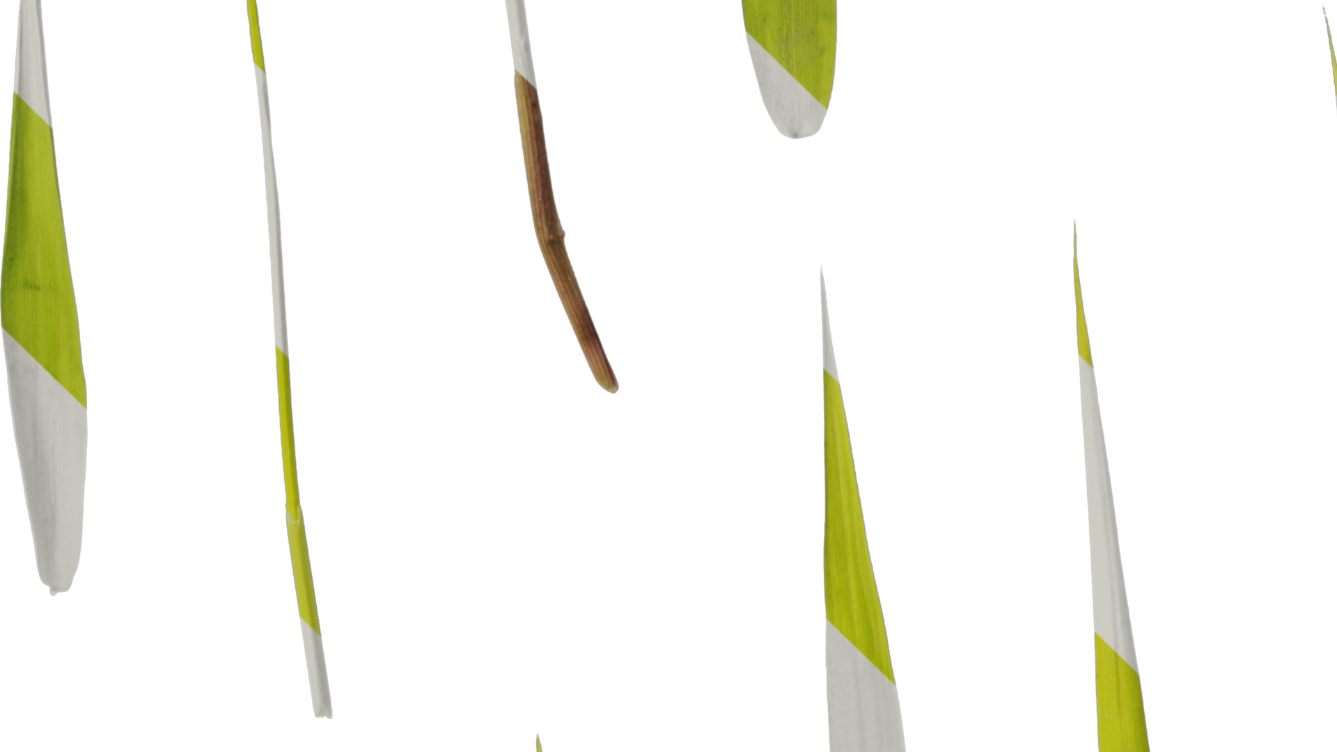 Anydrafts Bambusa multiplex Leaf 03 Texture_3