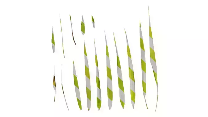 Anydrafts Bambusa multiplex Leaf 03 Texture