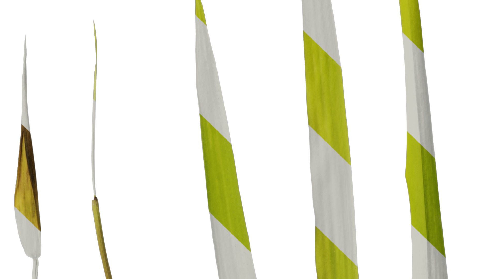 Anydrafts Bambusa multiplex Leaf 03 Texture_5