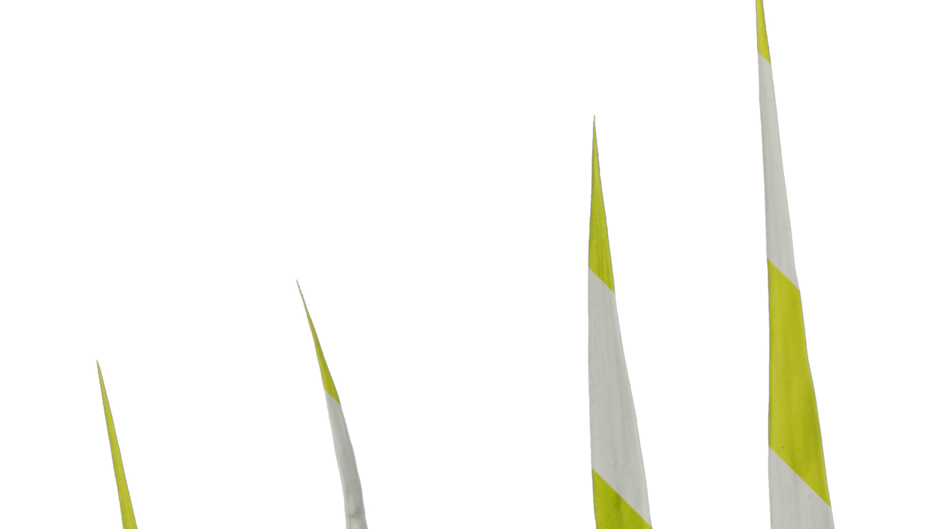 Anydrafts Bambusa multiplex Leaf 03 Texture_2