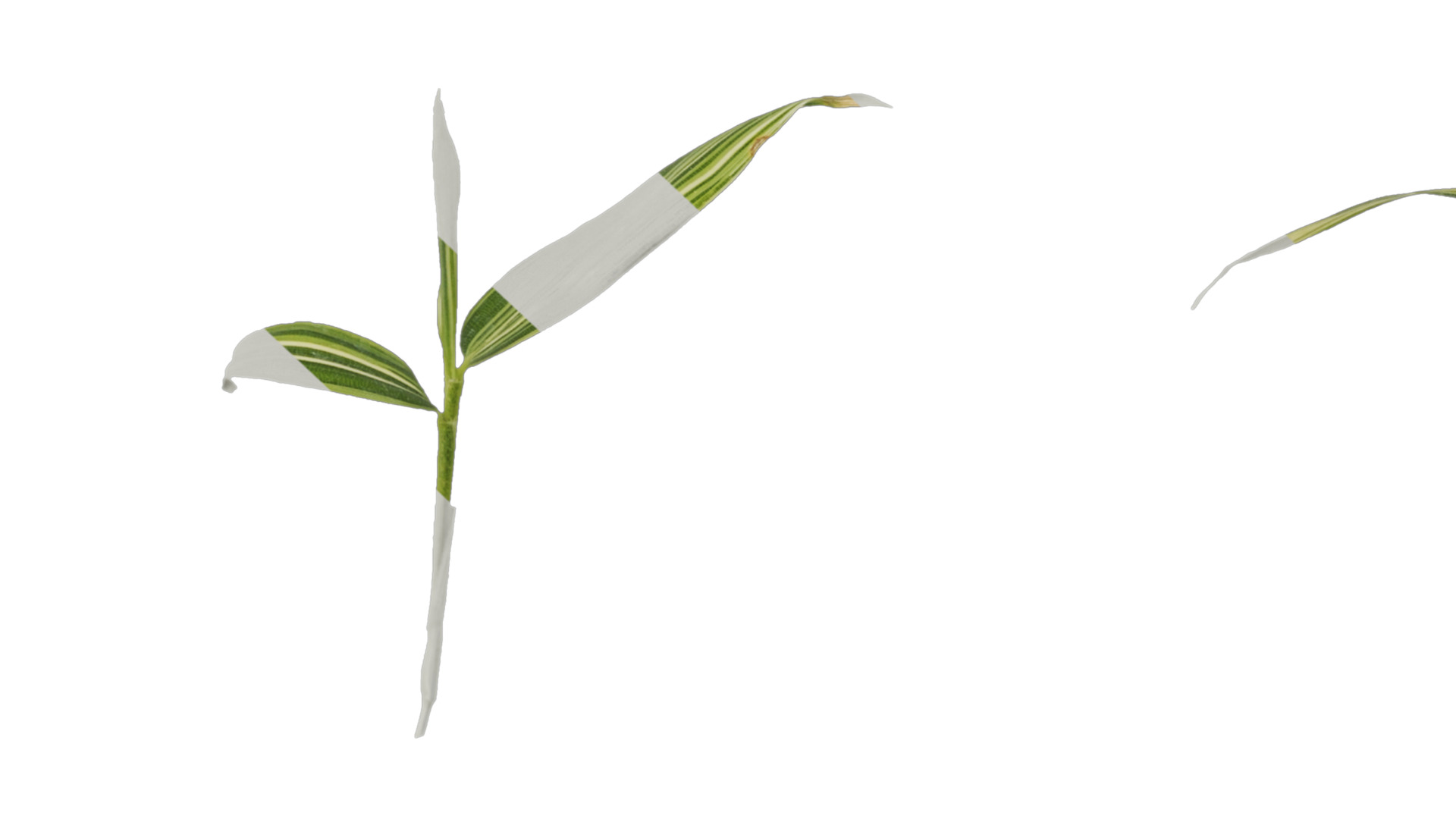 Anydrafts Sasa fortunei Atlas 01 Texture_7