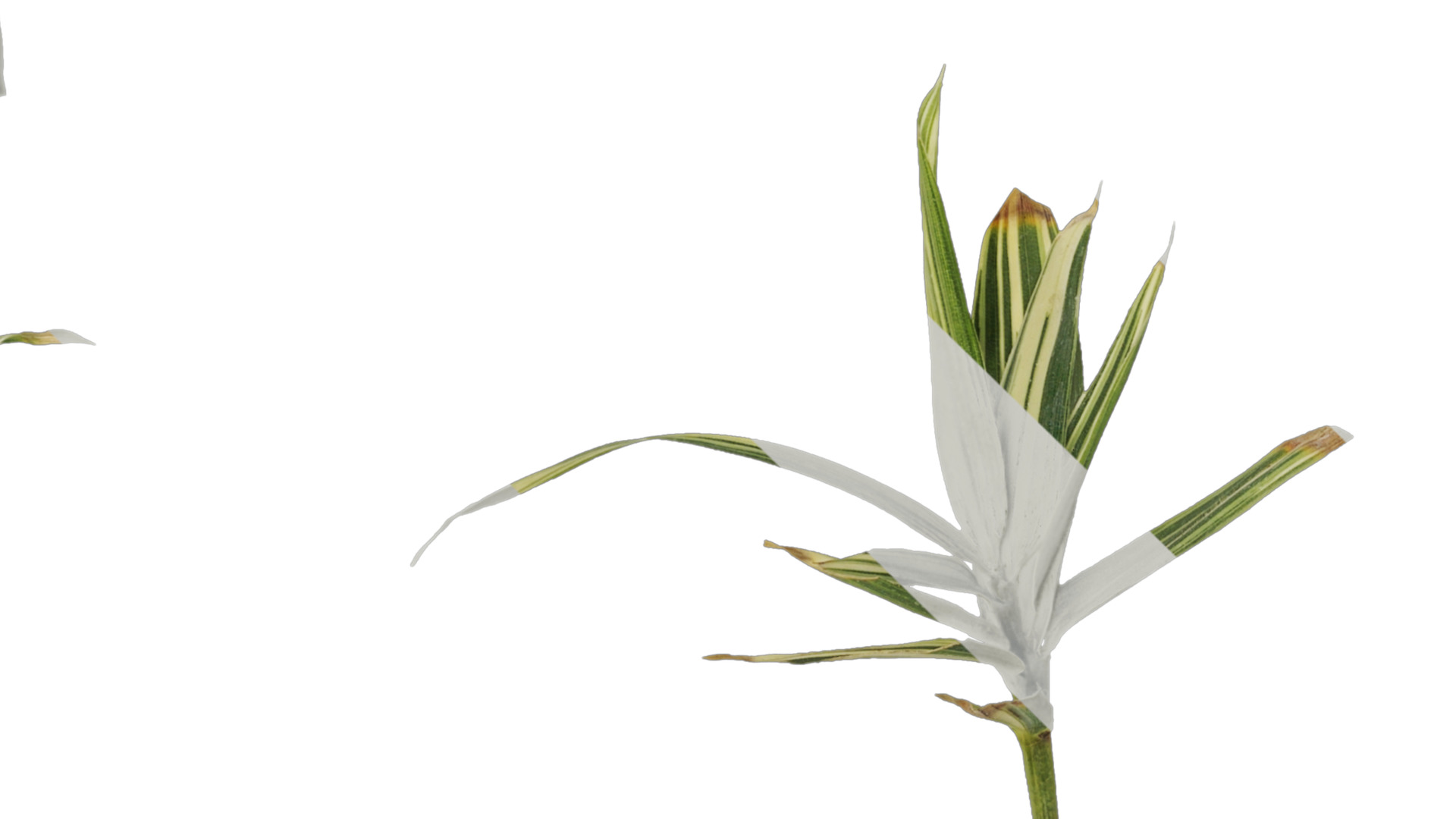 Anydrafts Sasa fortunei Atlas 01 Texture_4