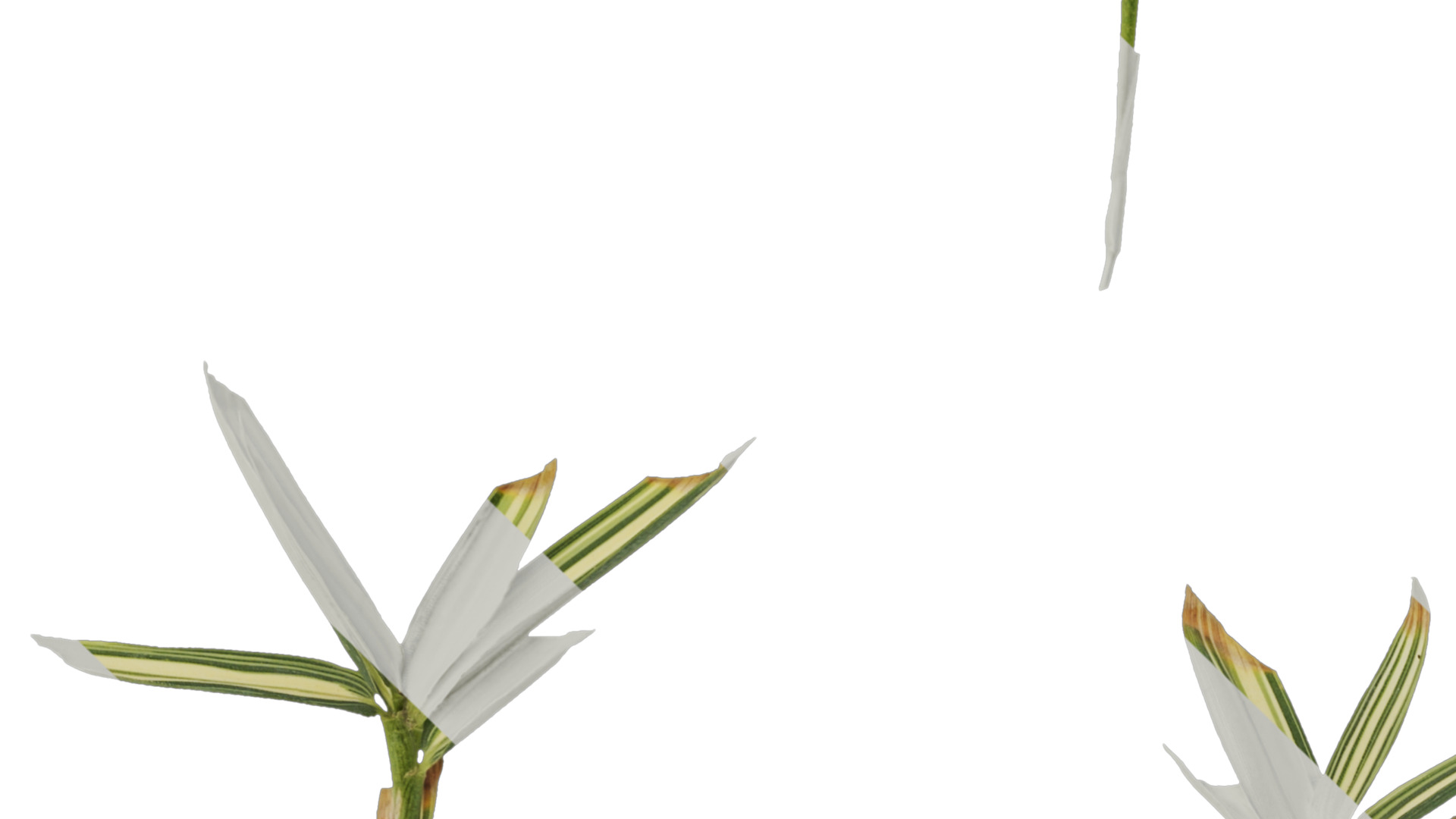 Anydrafts Sasa fortunei Atlas 01 Texture_5