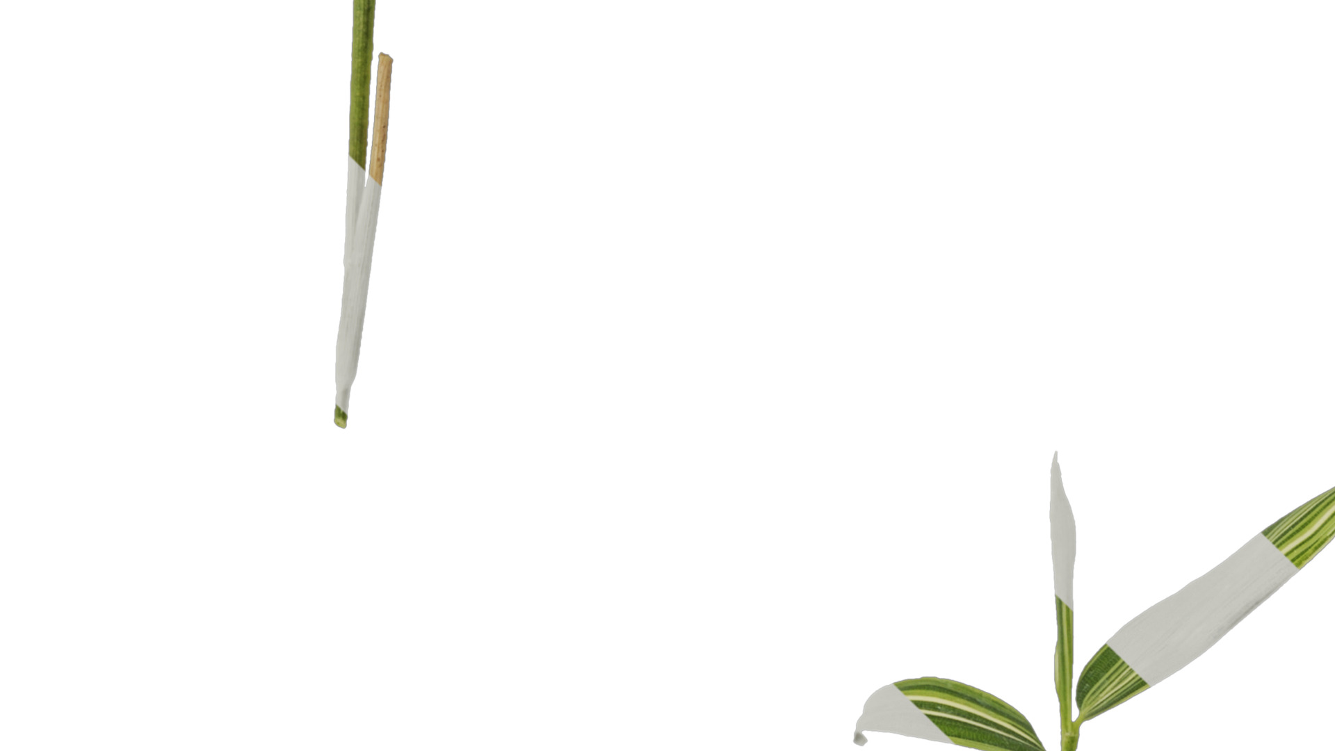 Anydrafts Sasa fortunei Atlas 01 Texture_3