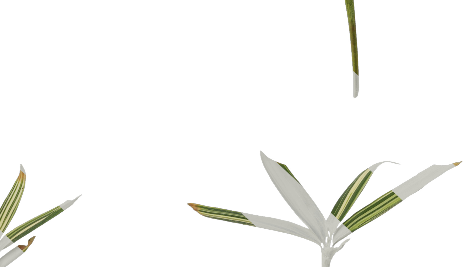 Anydrafts Sasa fortunei Atlas 01 Texture_6