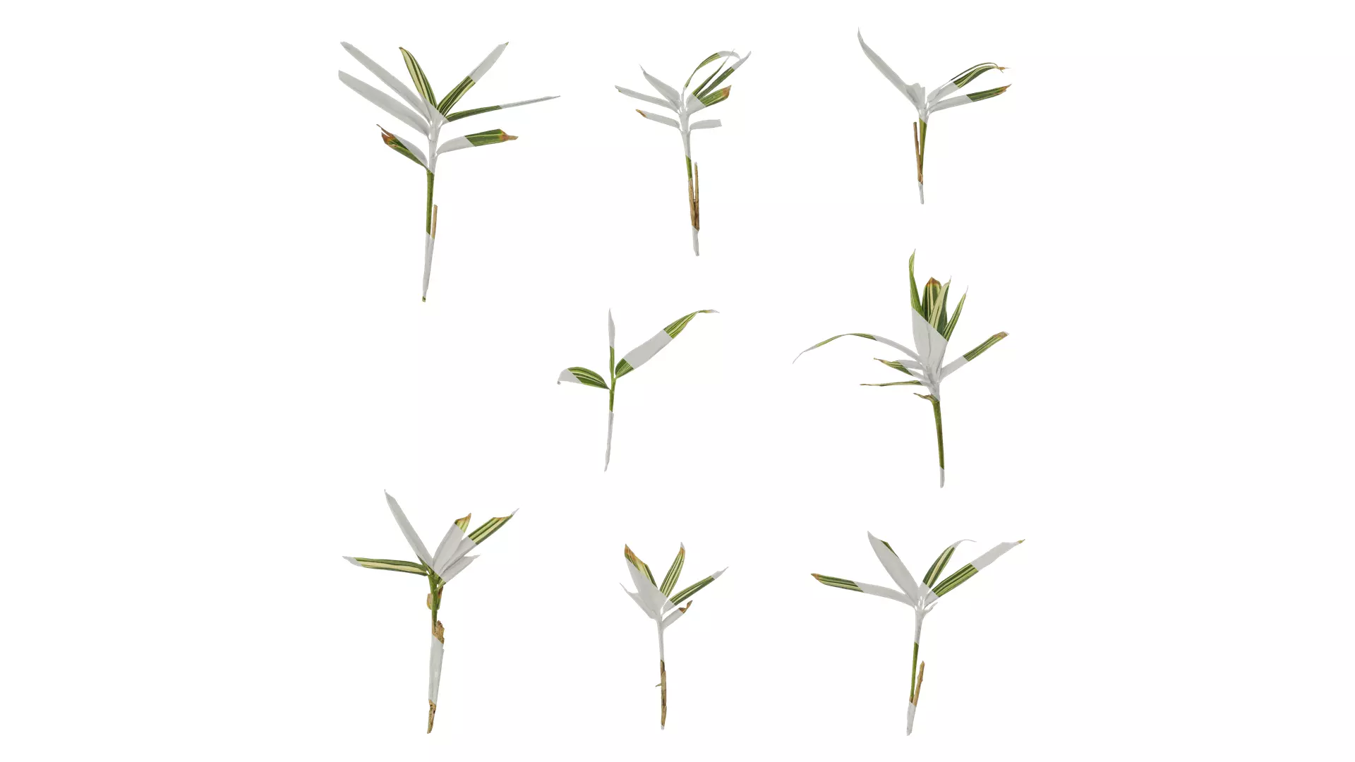 Anydrafts Sasa fortunei Atlas 01 Texture_0