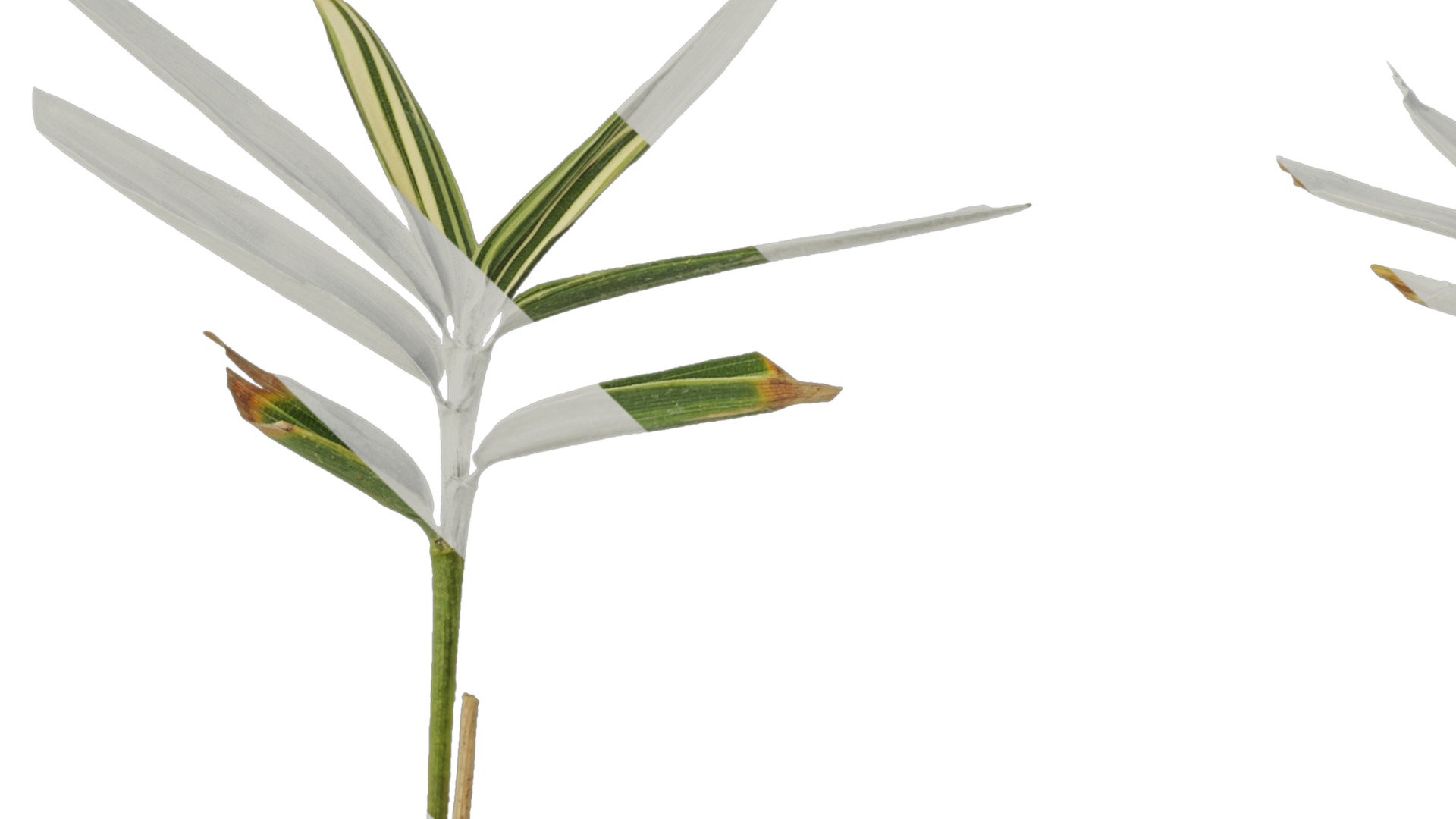 Anydrafts Sasa fortunei Atlas 01 Texture_1