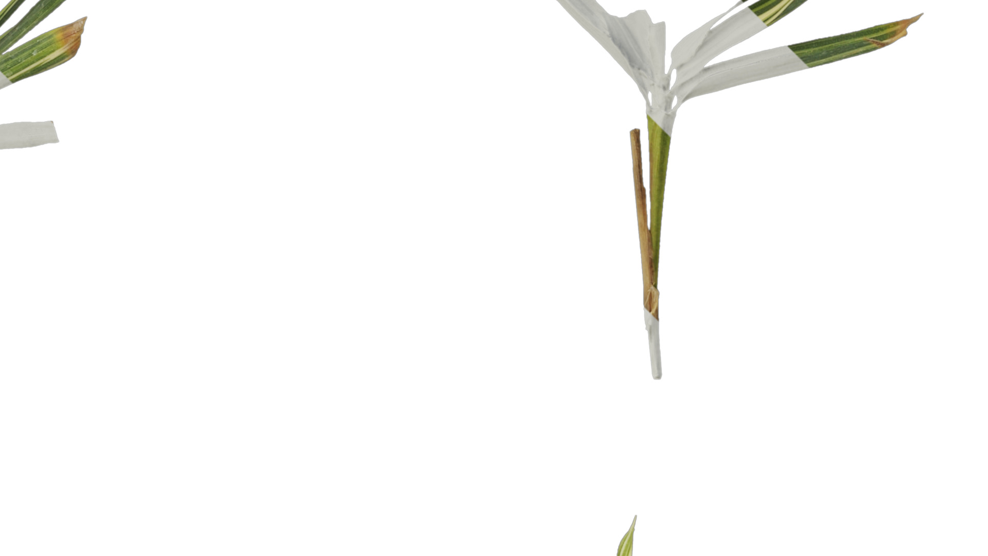 Anydrafts Sasa fortunei Atlas 01 Texture_2