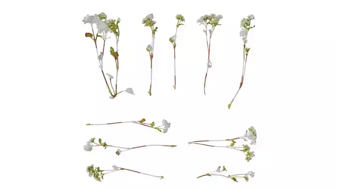 Anydrafts Fagopyrum esculentum Atlas 01