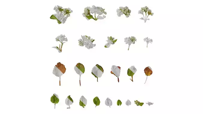 Anydrafts Fagopyrum esculentum Atlas 02