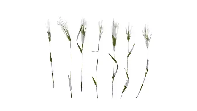 Anydrafts Hordeum vulgare Atlas 02