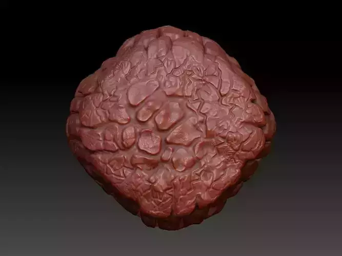rock3d human brain