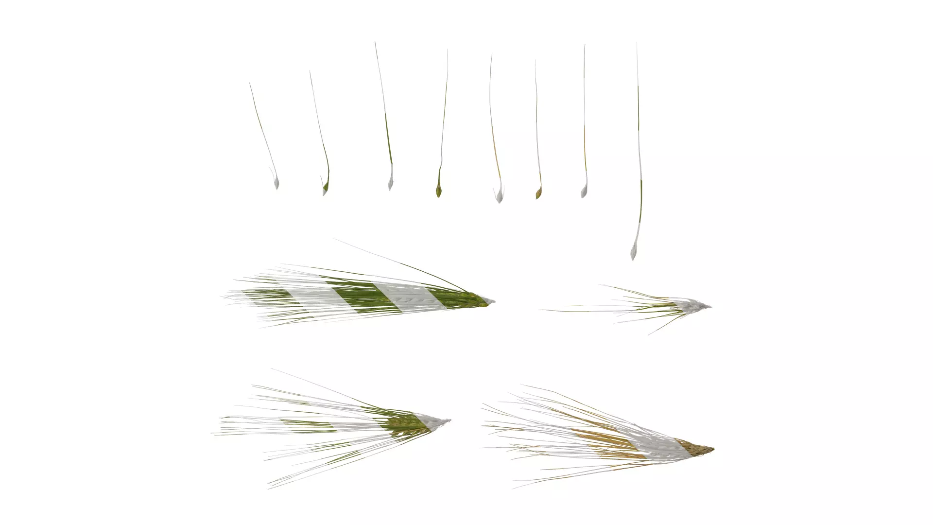 Anydrafts Hordeum vulgare Fruit 01 Texture