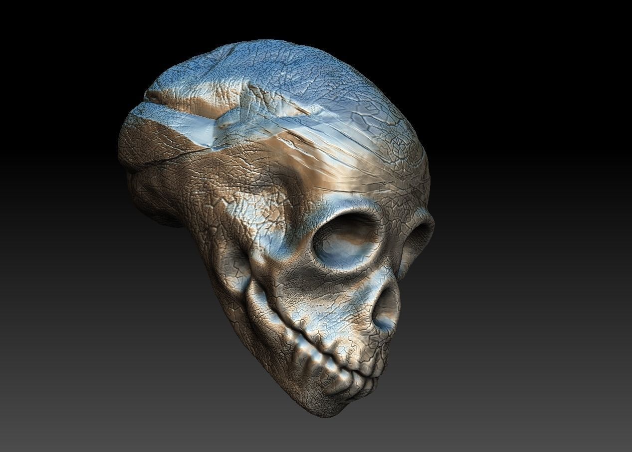 skullD skull Low-poly 3D model_1