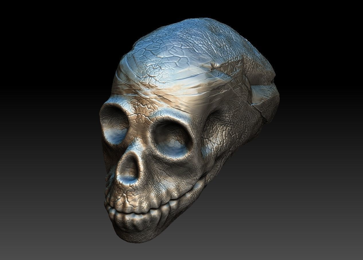 skullD skull Low-poly 3D model_3