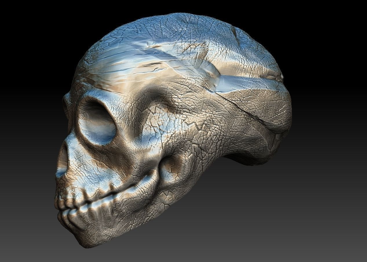 skullD skull Low-poly 3D model_7