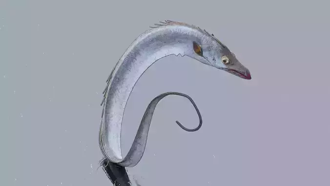 Ribbonfish A