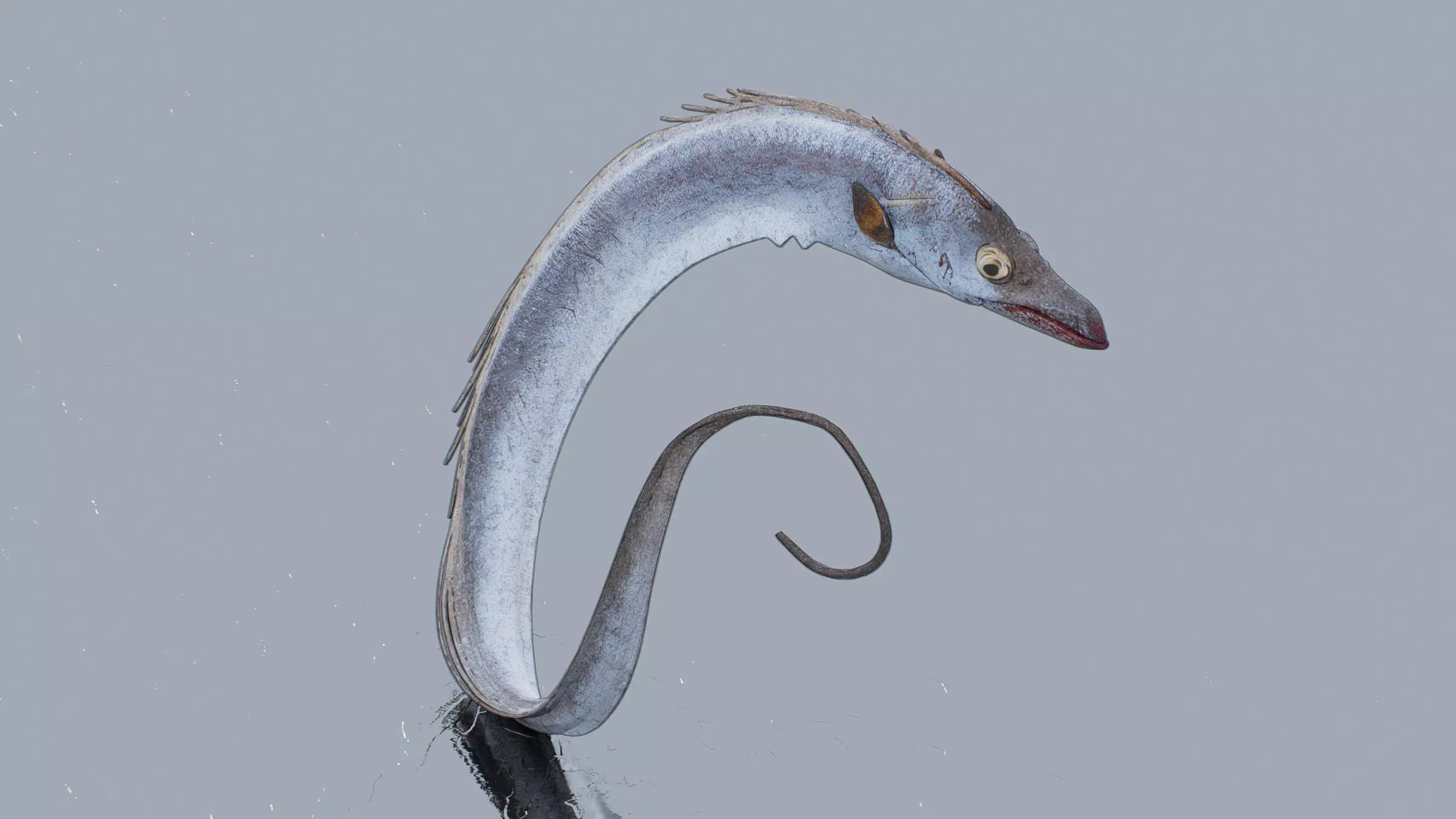 Ribbonfish A Low-poly 3D model