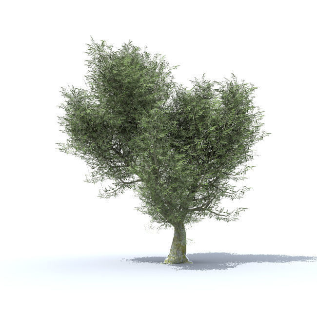 tree vol 4 3D model_6