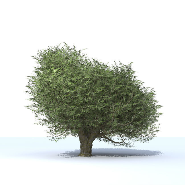 tree vol 4 3D model_1