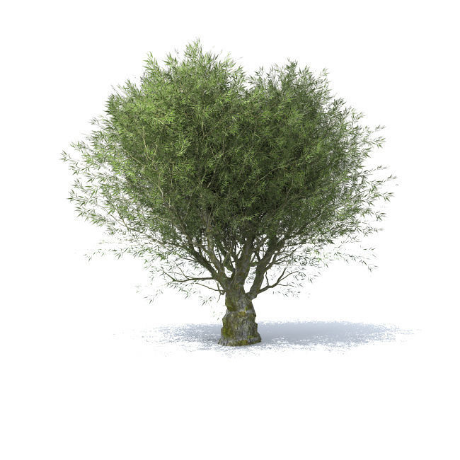 tree vol 4 3D model_5
