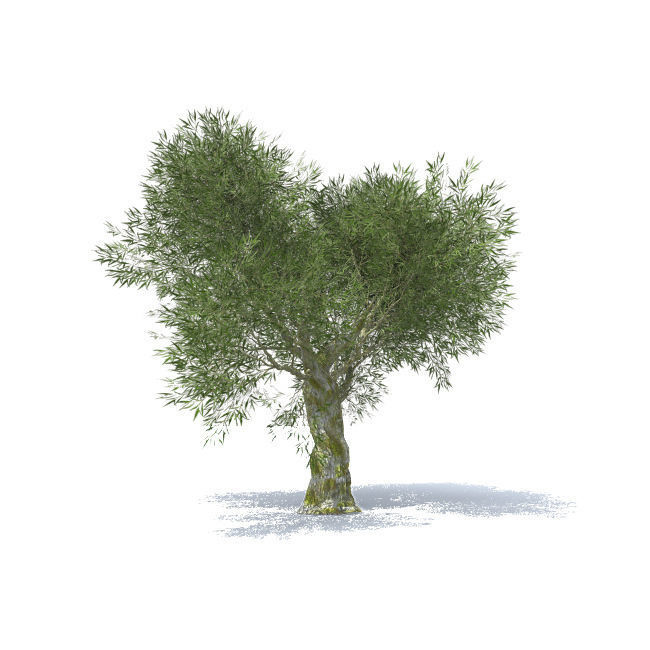 tree vol 4 3D model_4