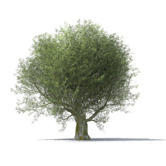 tree vol 4 3D model_7