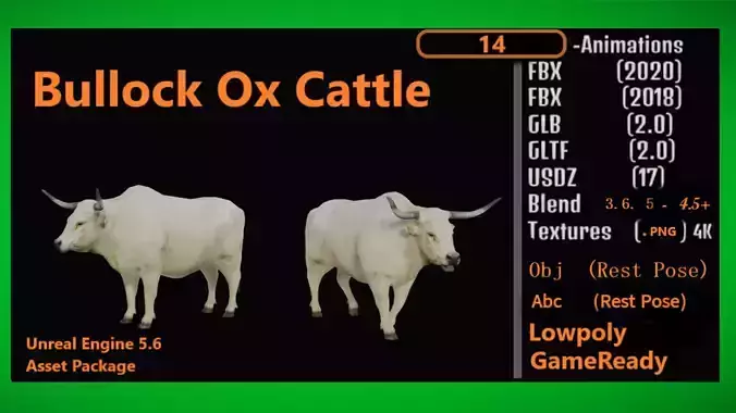 Bullock Ox Cattle