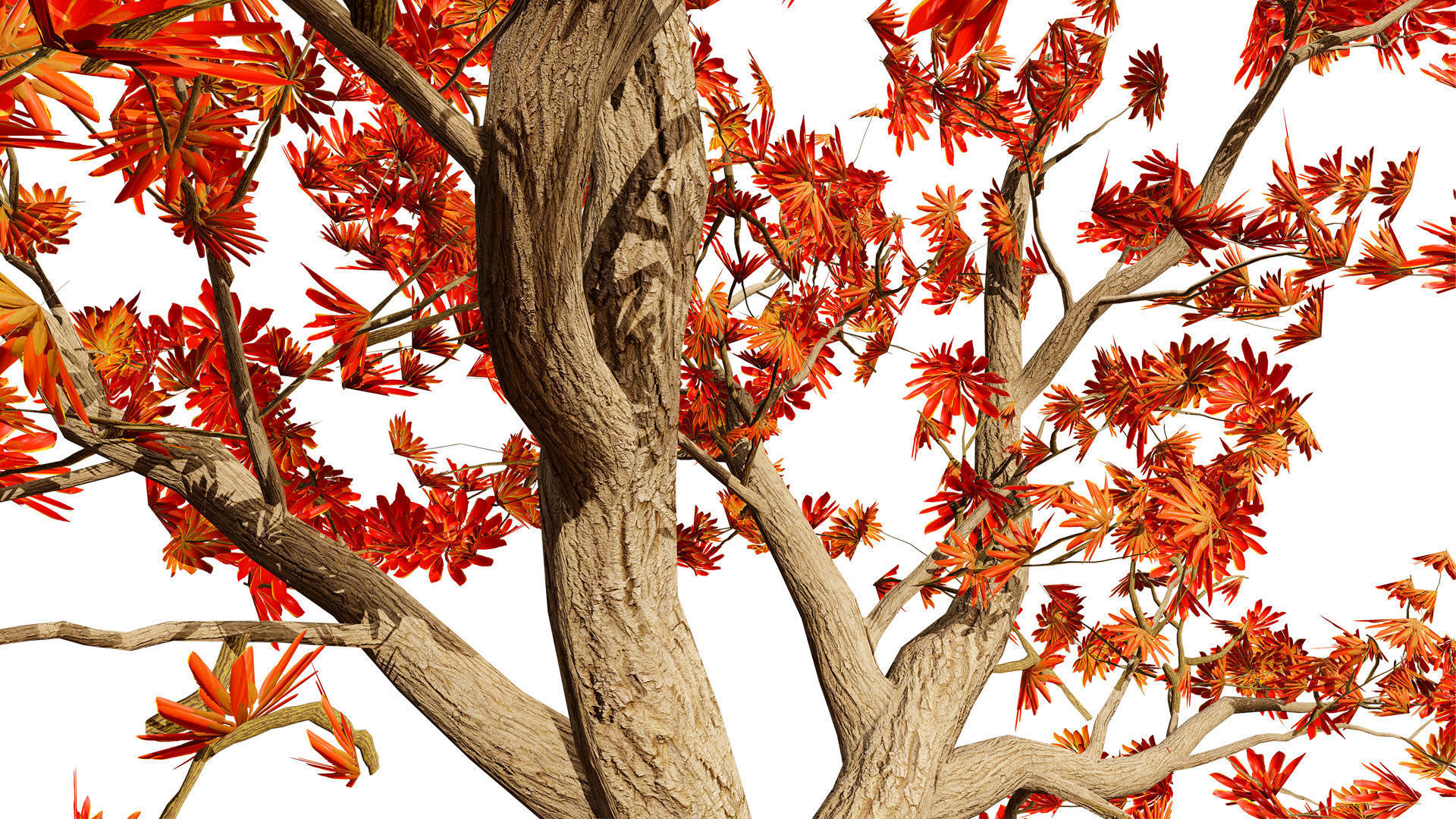 South African Erythrina lysistemon Tree Low-poly 3D model_3