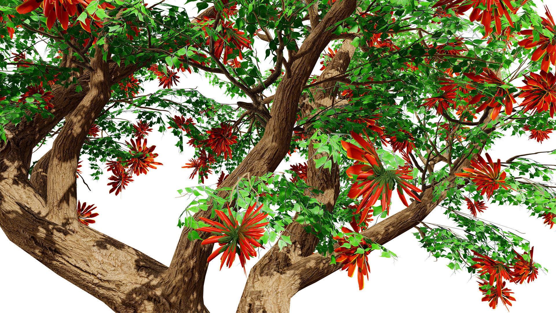 South African Erythrina lysistemon Tree Low-poly 3D model_7
