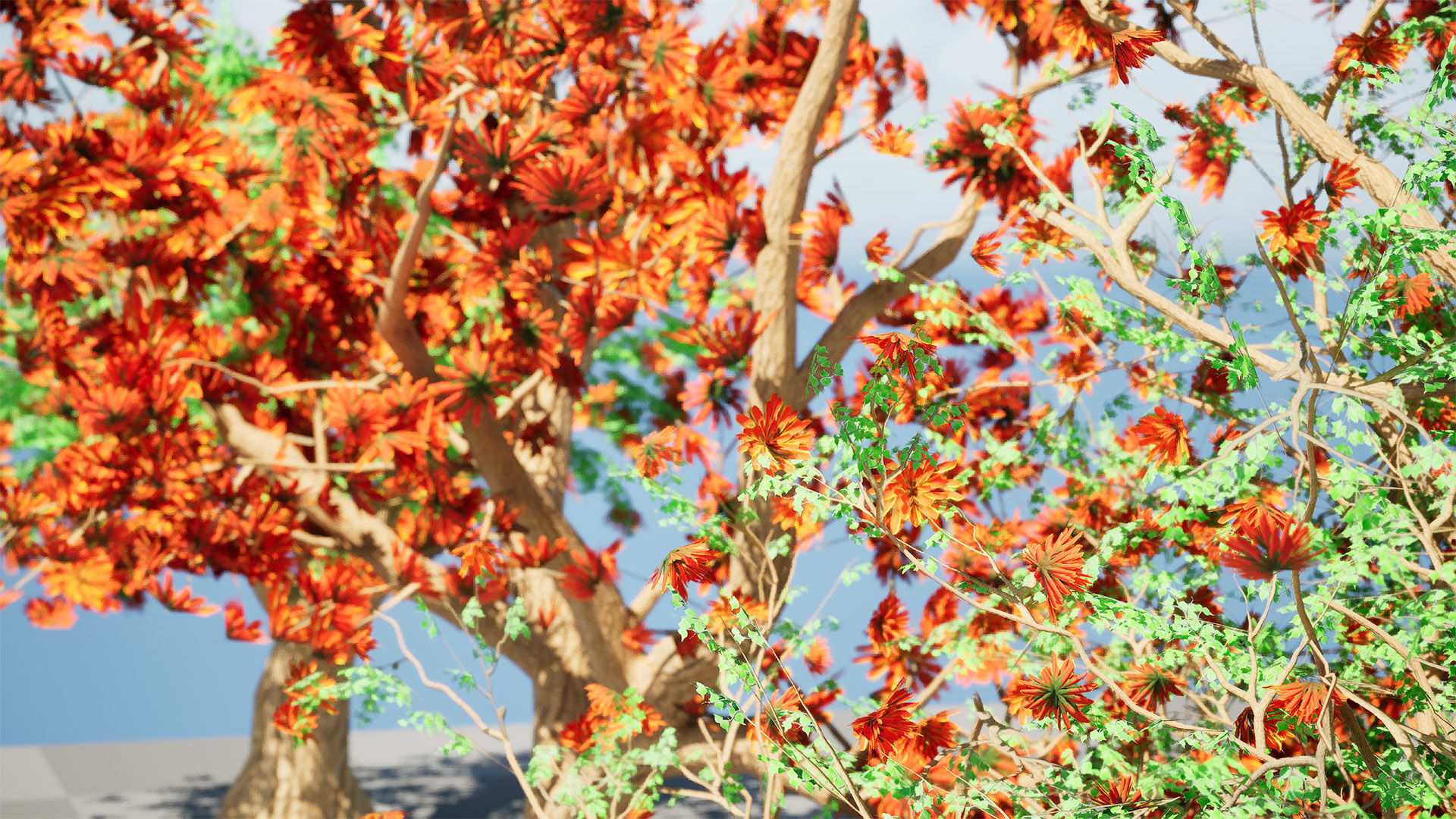 South African Erythrina lysistemon Tree Low-poly 3D model_10