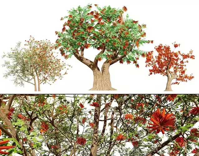 South African Erythrina lysistemon Tree Low-poly 3D model