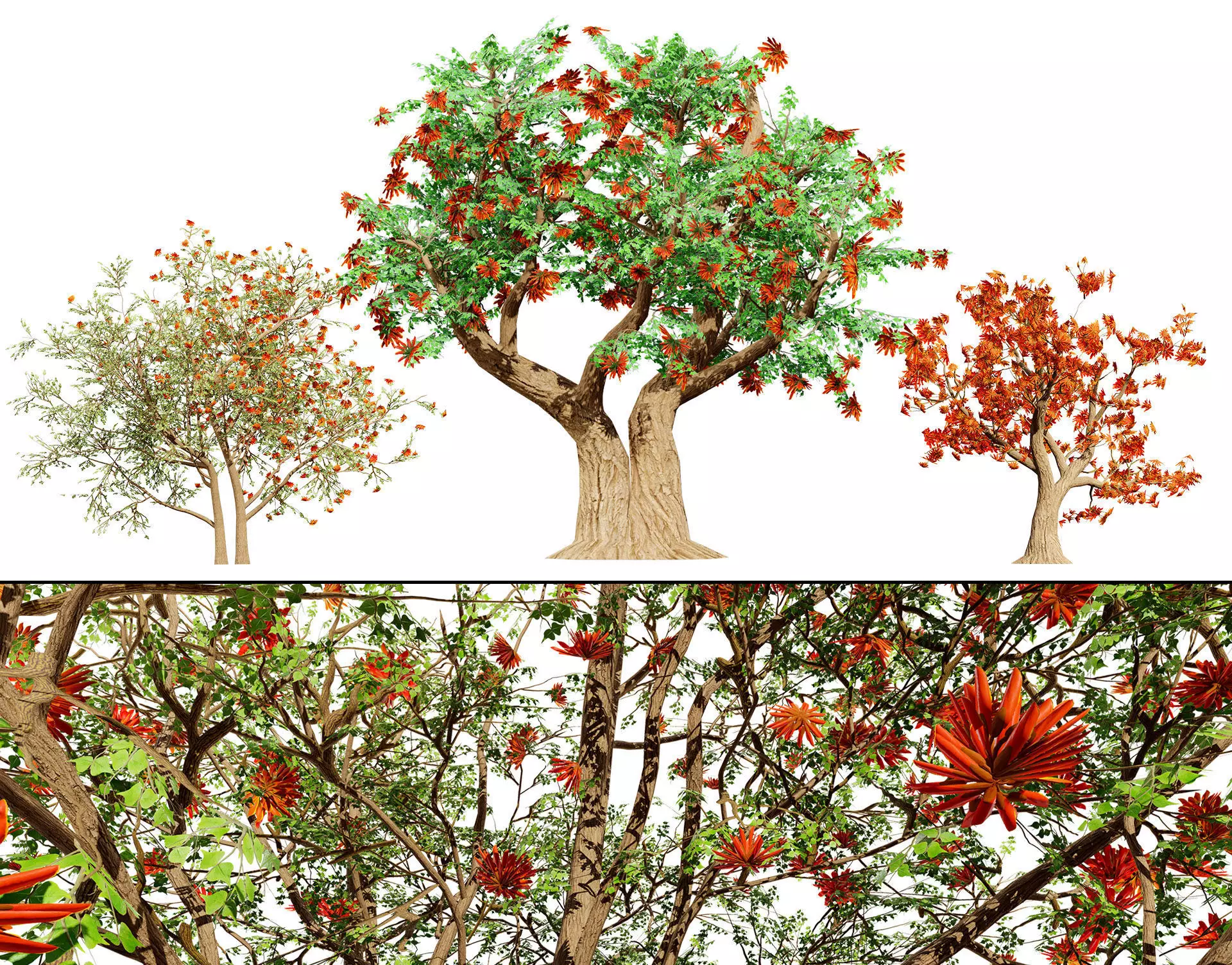 South African Erythrina lysistemon Tree Low-poly 3D model_0