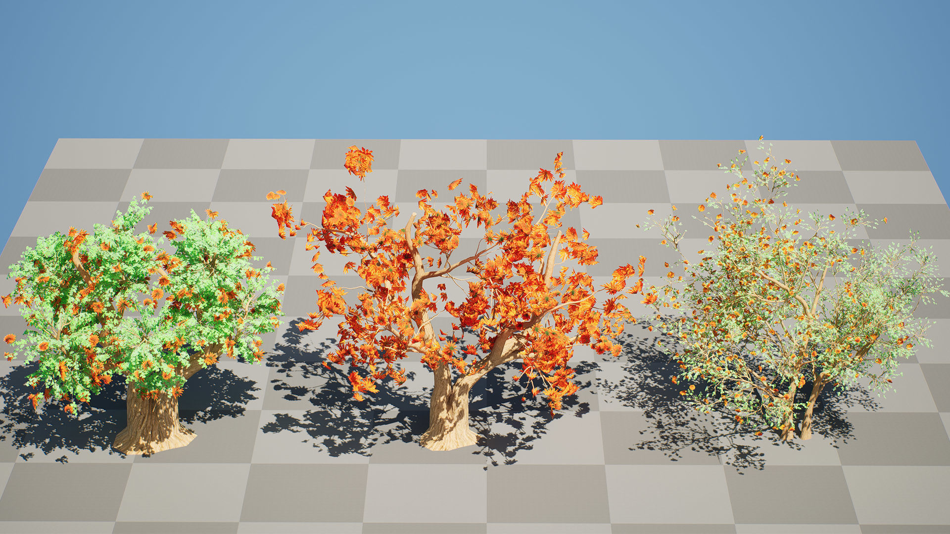 South African Erythrina lysistemon Tree Low-poly 3D model_8