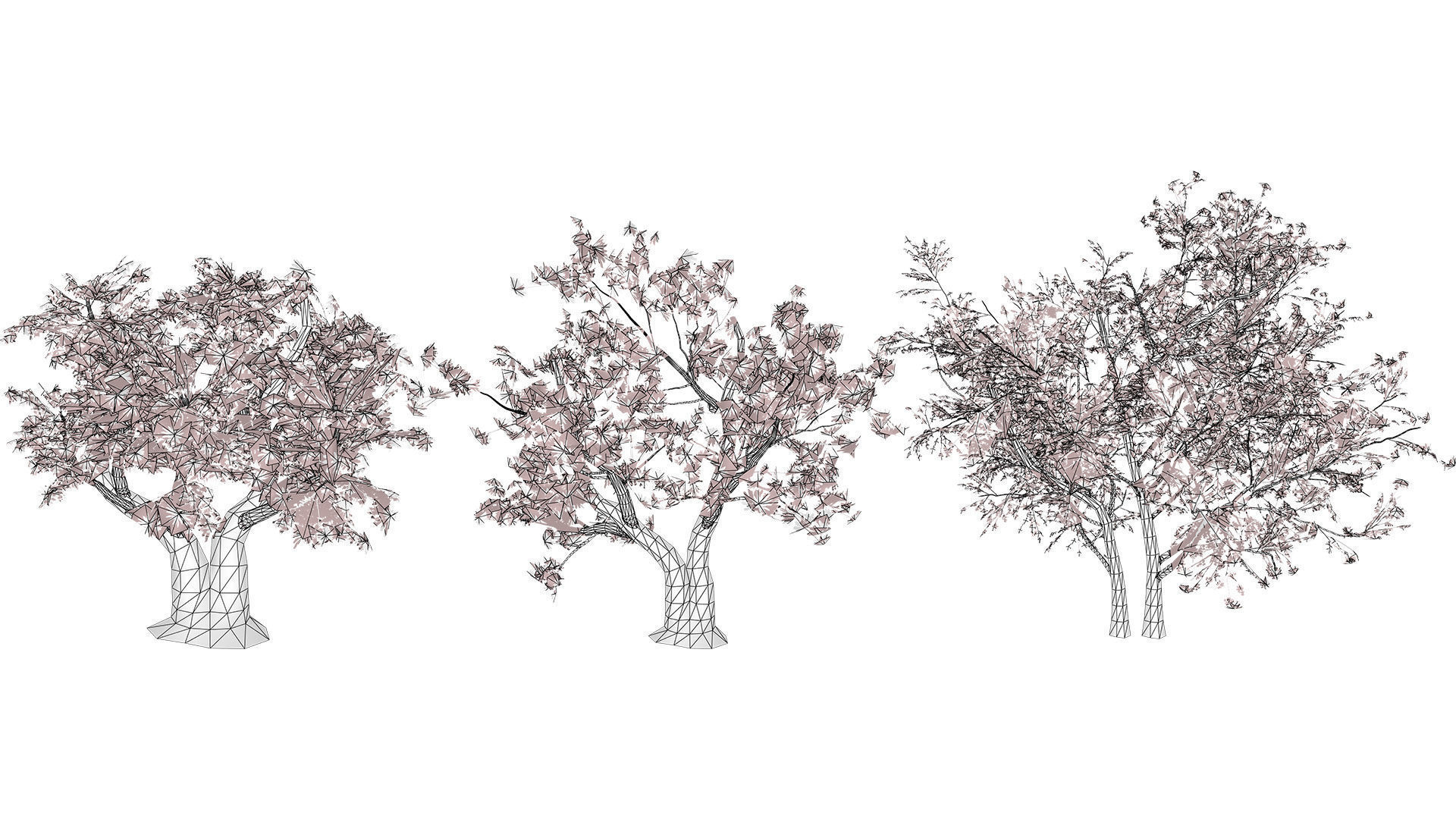 South African Erythrina lysistemon Tree Low-poly 3D model_11