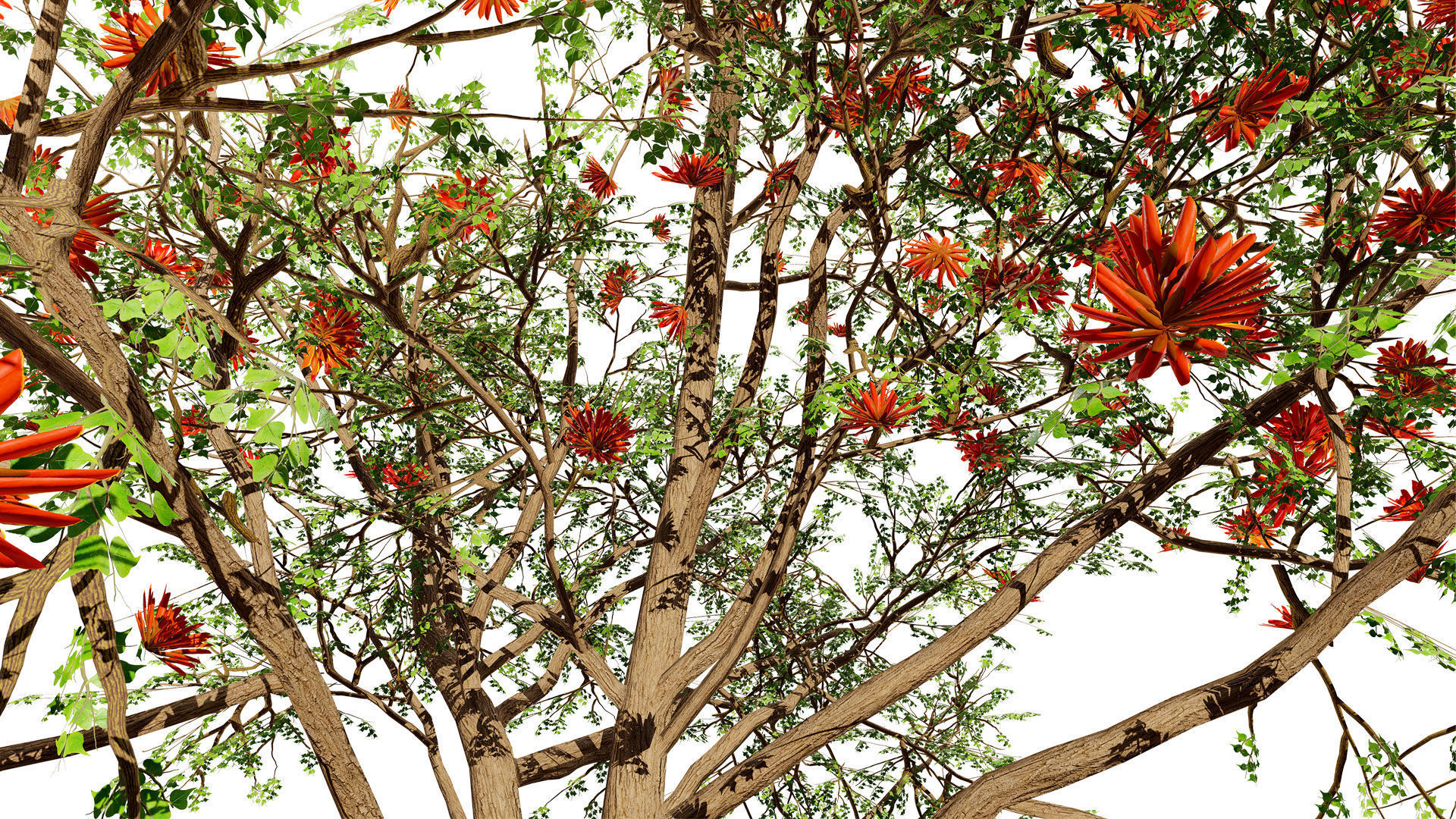 South African Erythrina lysistemon Tree Low-poly 3D model_5