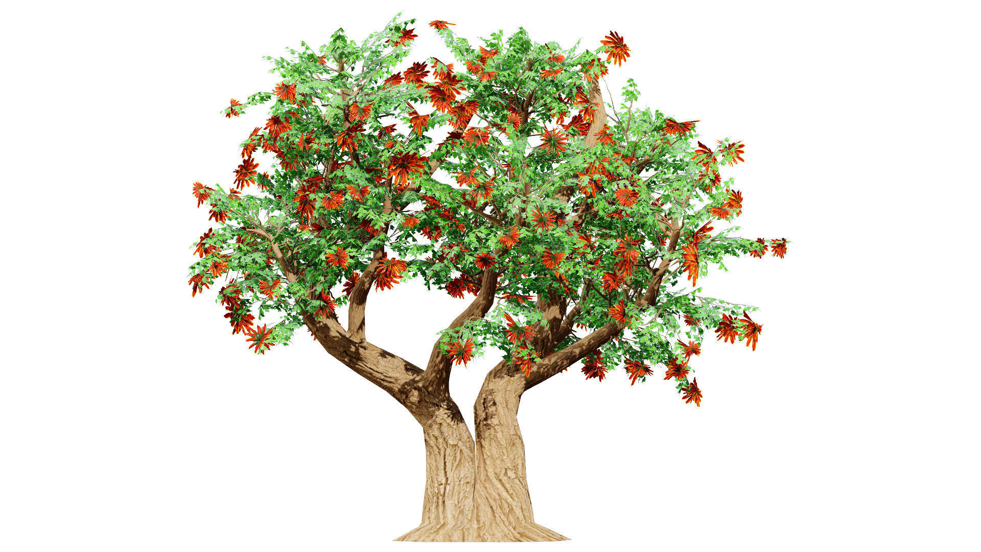South African Erythrina lysistemon Tree Low-poly 3D model_6