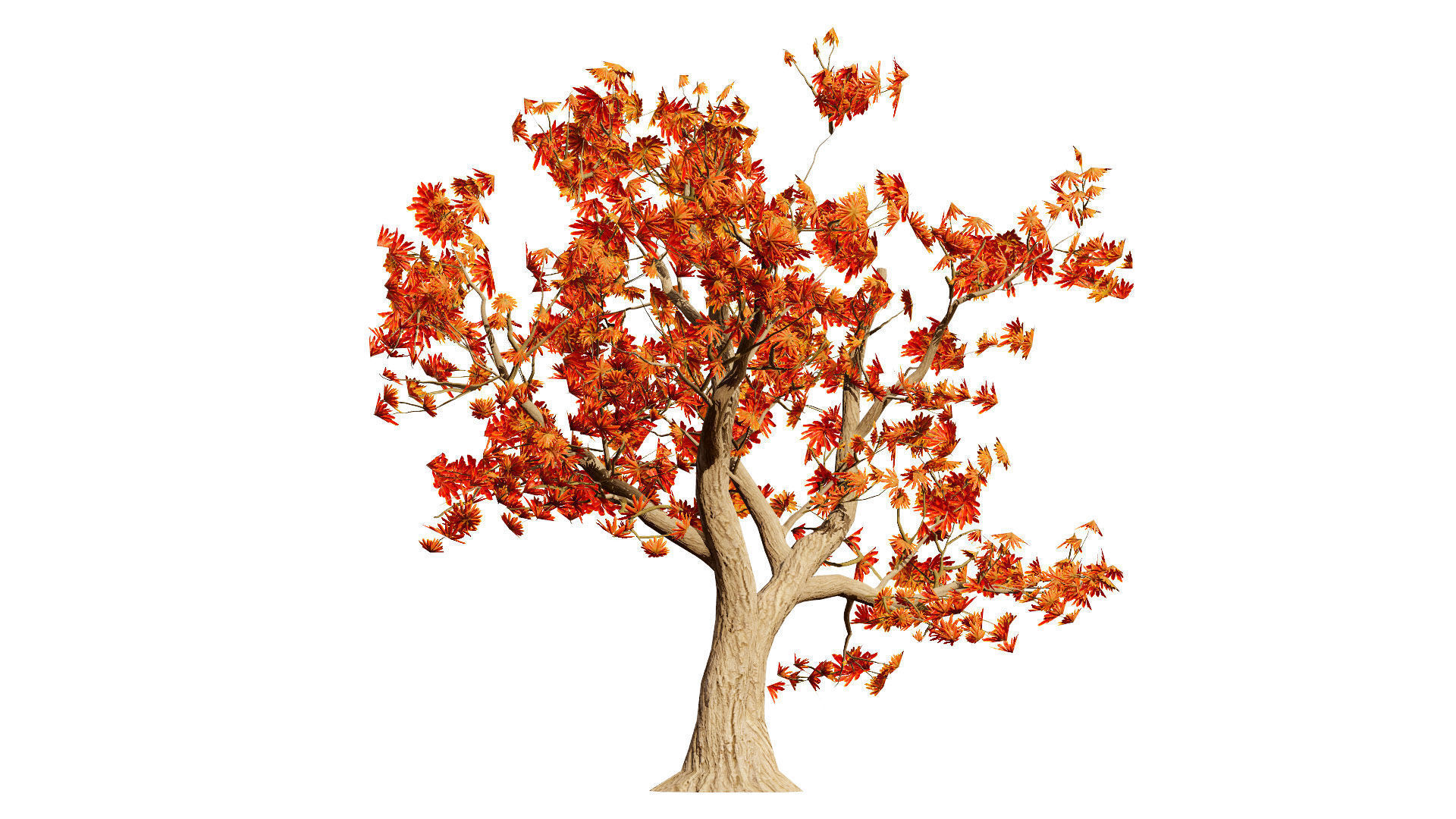 South African Erythrina lysistemon Tree Low-poly 3D model_4